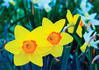 Spring arrives but fresh political ideas remain thin on the ground