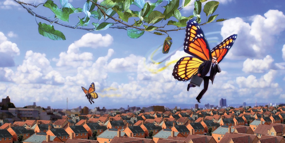 butterfly