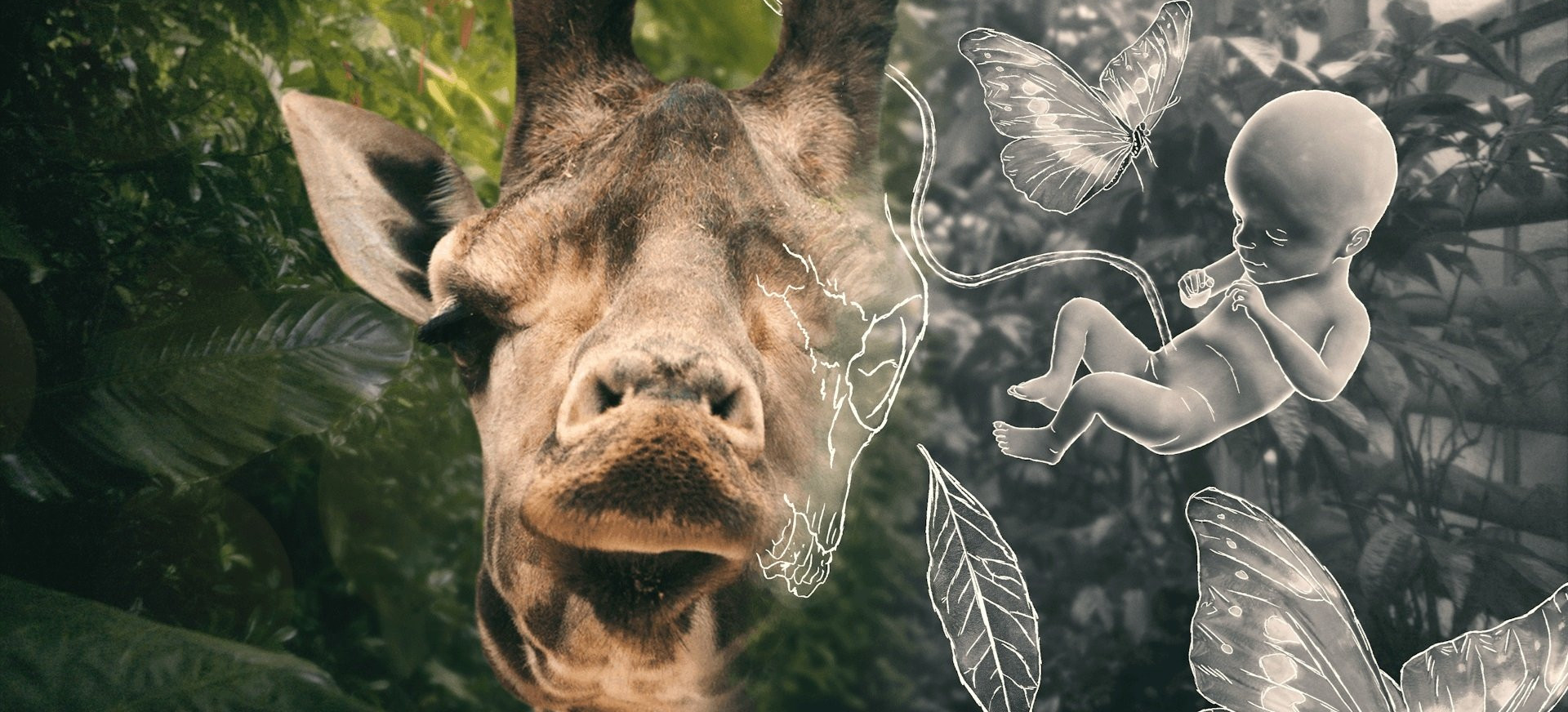 Gyvenimas Ir Kitos Problemos