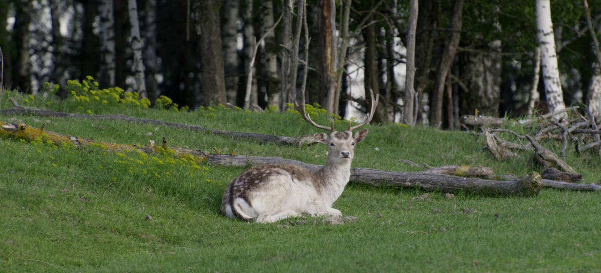 Kp26: Divija filmo online nuotraukos