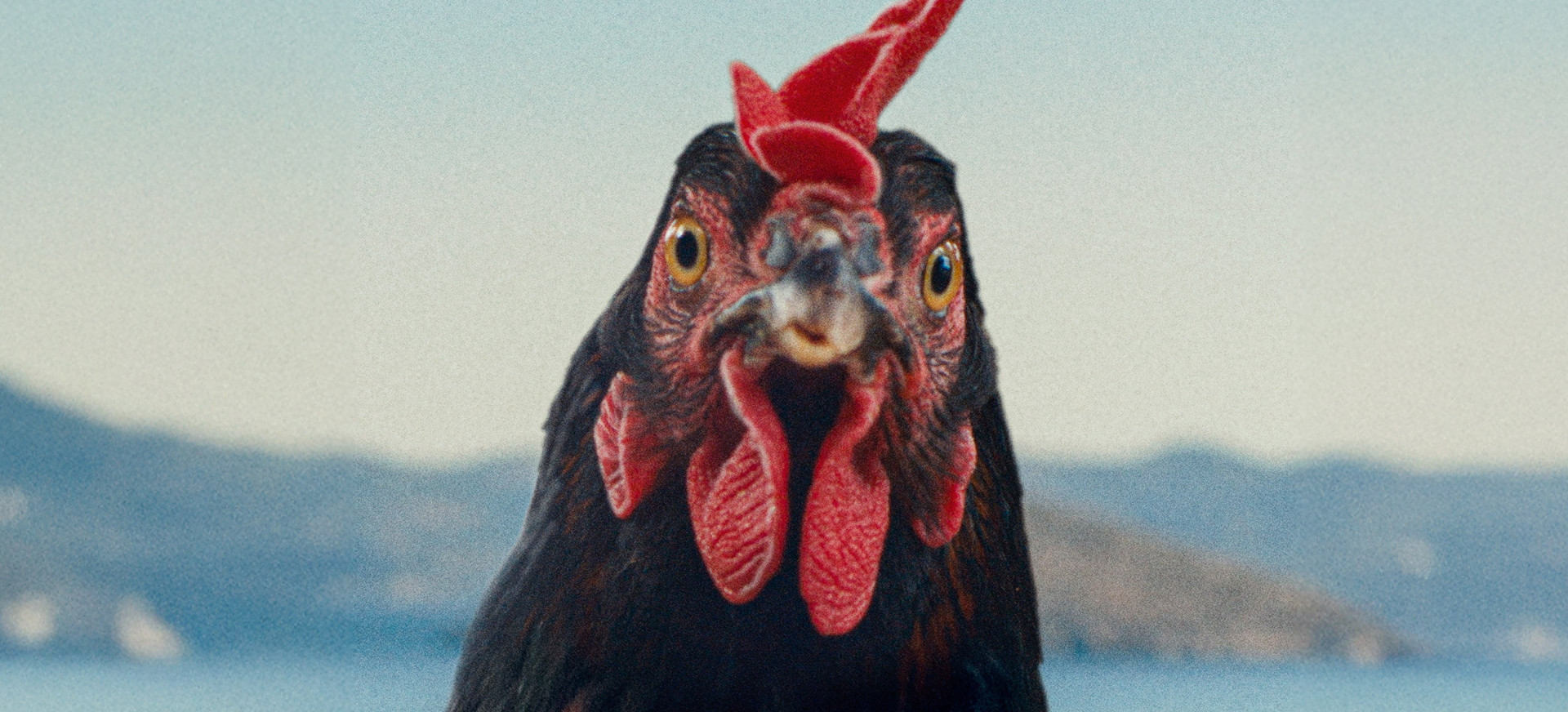 Vištelė filmo online nuotraukos