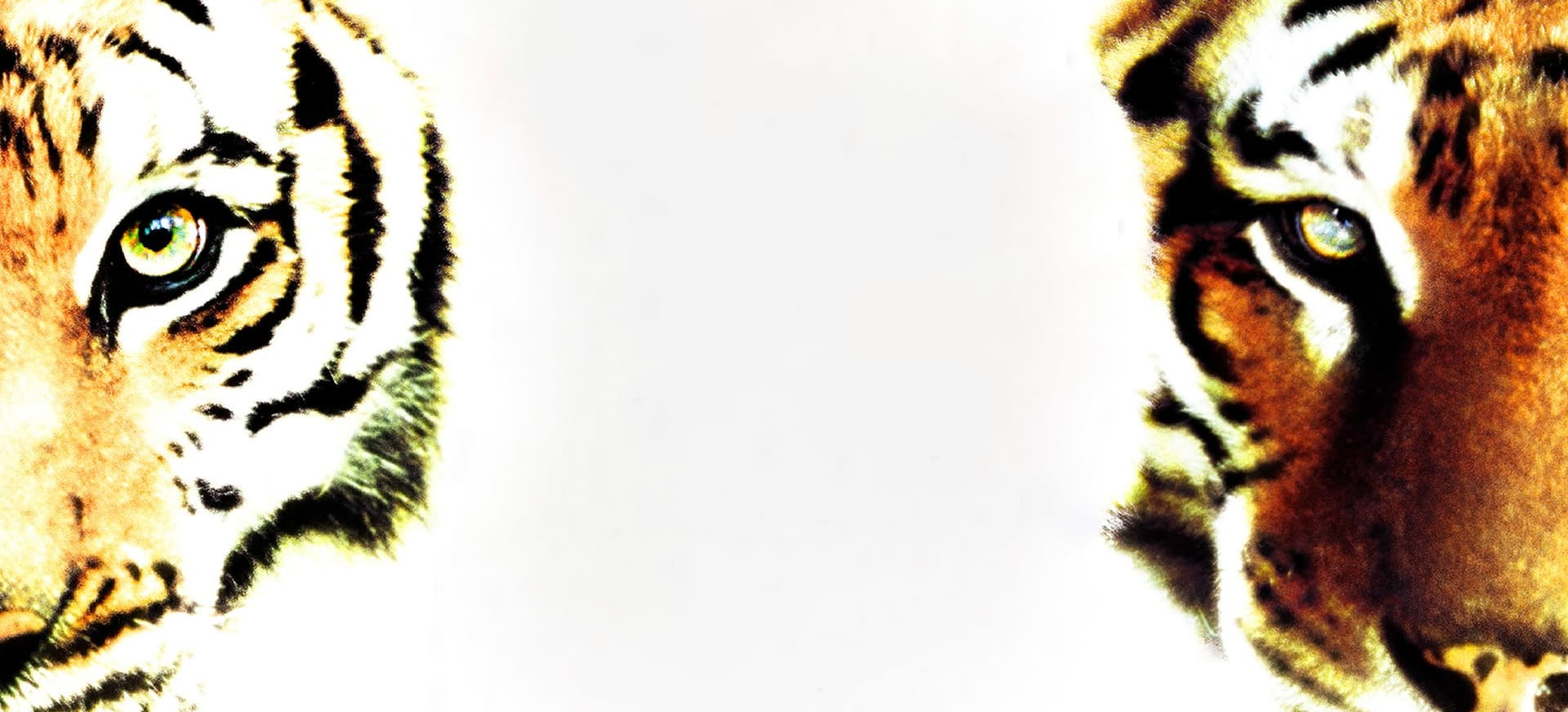 Du Broliai Tigrės Vaikai