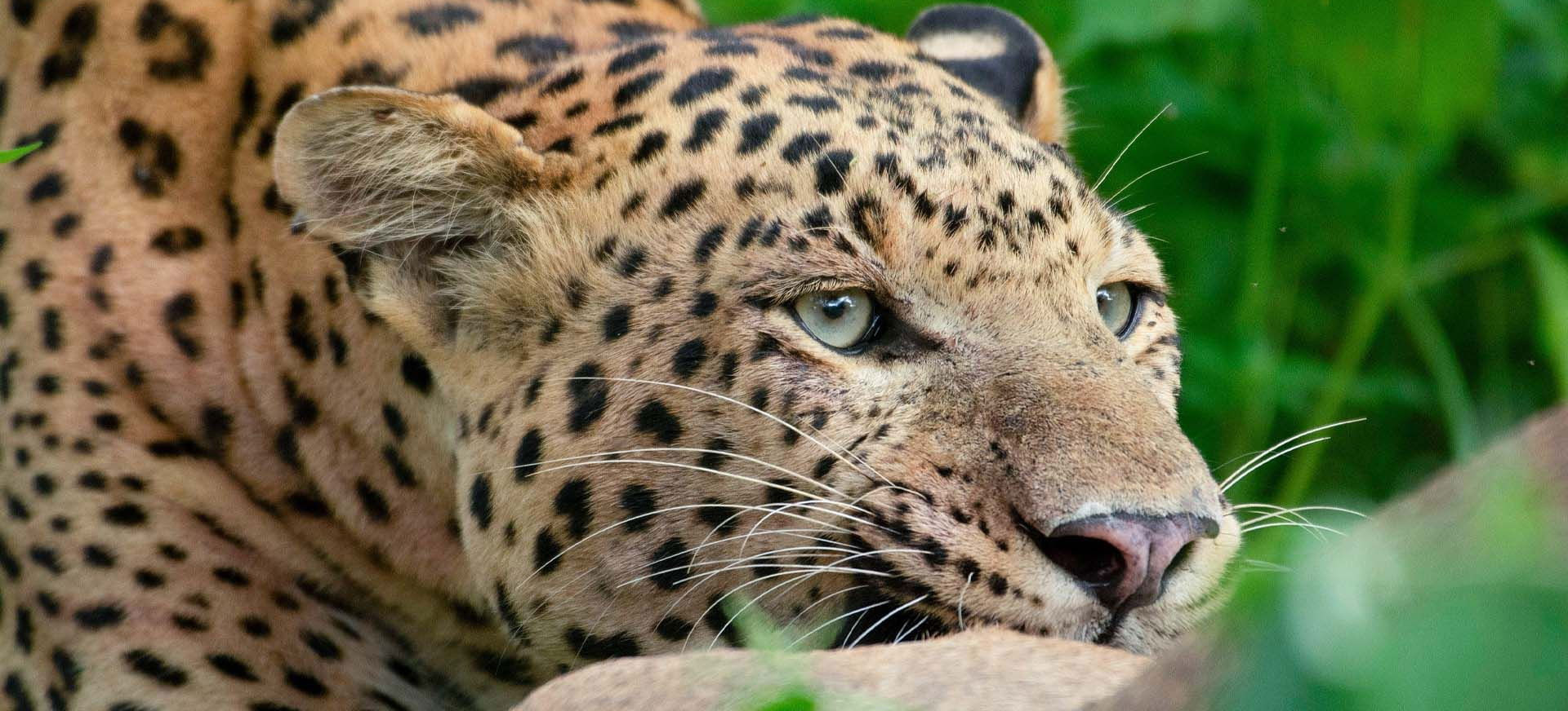 Leopardų dinastija. Ranos iškilimas filmo online nuotraukos