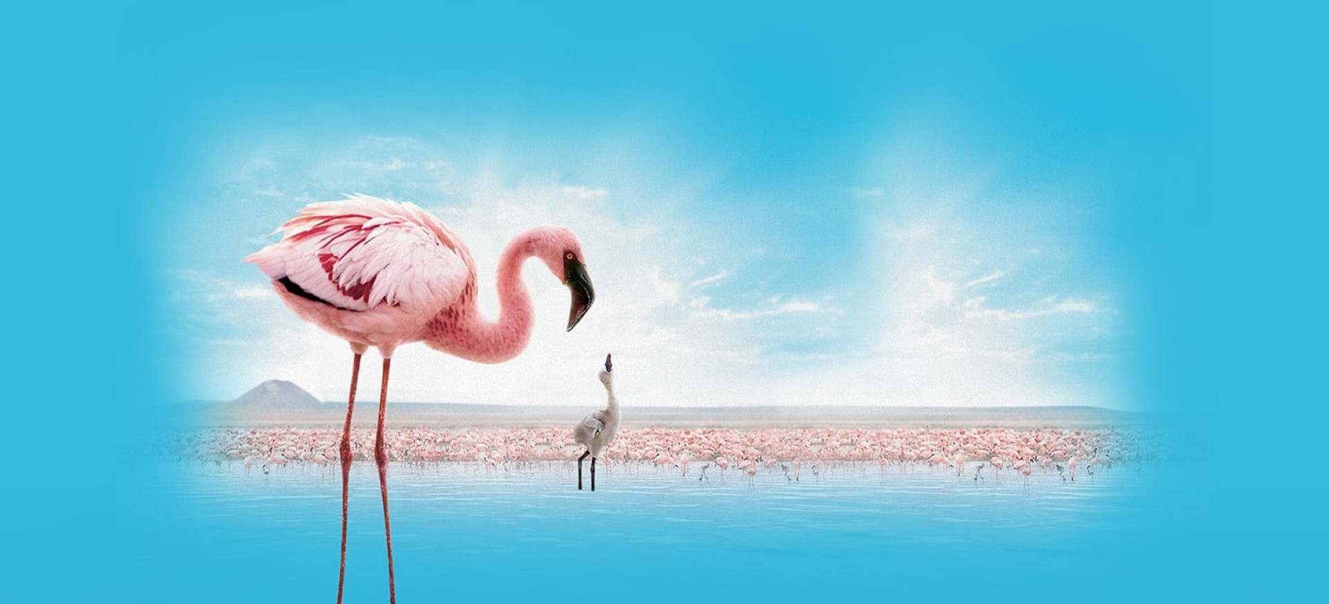 Purpurinis Sparnas: Flamingų Paslaptis