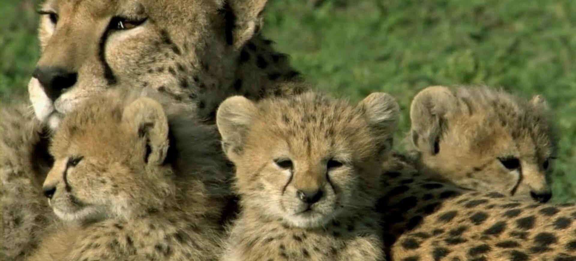 Vienas Gyvenimas filmo online nuotraukos