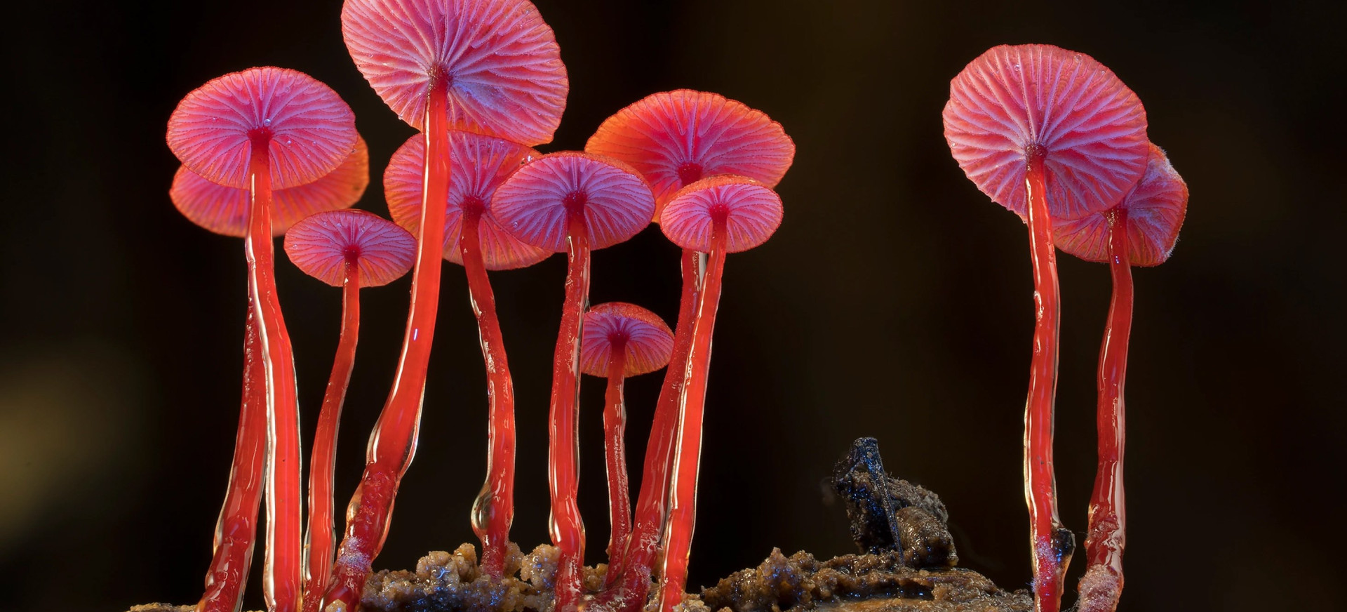 Grybai: Gyvybės Tinklas