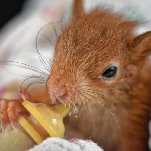 Nicole Gerhards - Eichhörnchen - faszinierende und schützenswerte Tiere