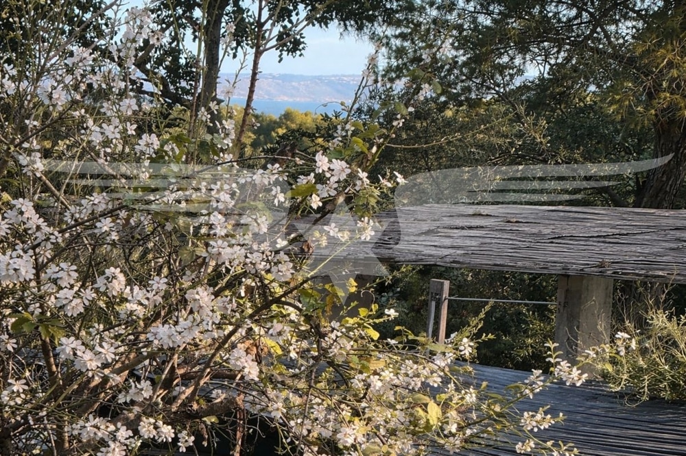 Vista