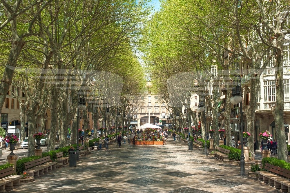 Palma