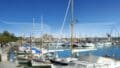 Palma puerto