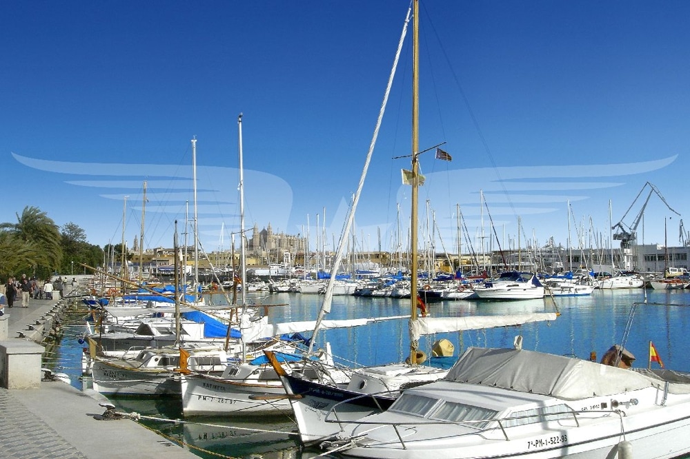 Palma puerto