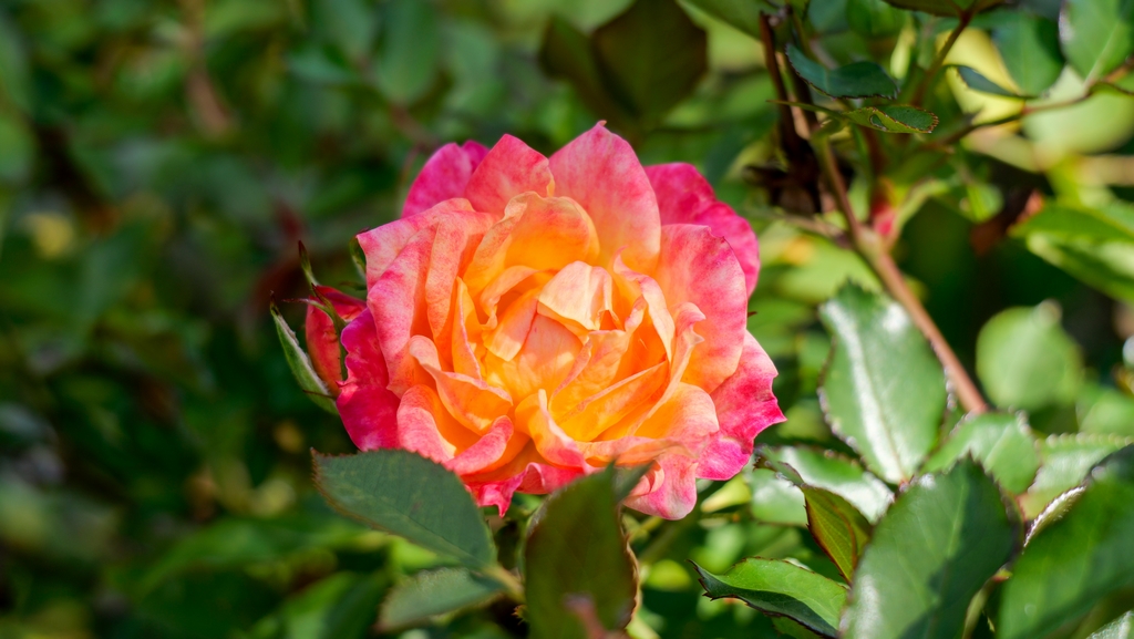 Außenanlagen Garten 3