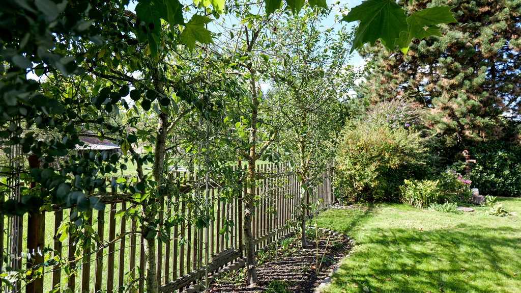 Außenanlagen Garten Obstbäume