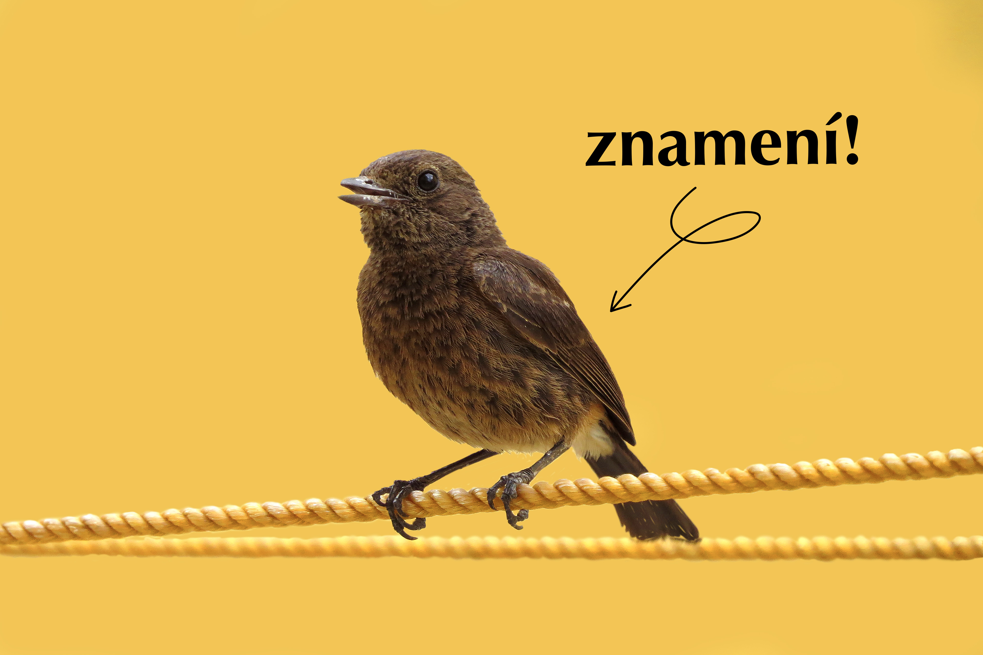 Znamení ke změně práce Znamení ke změně práce