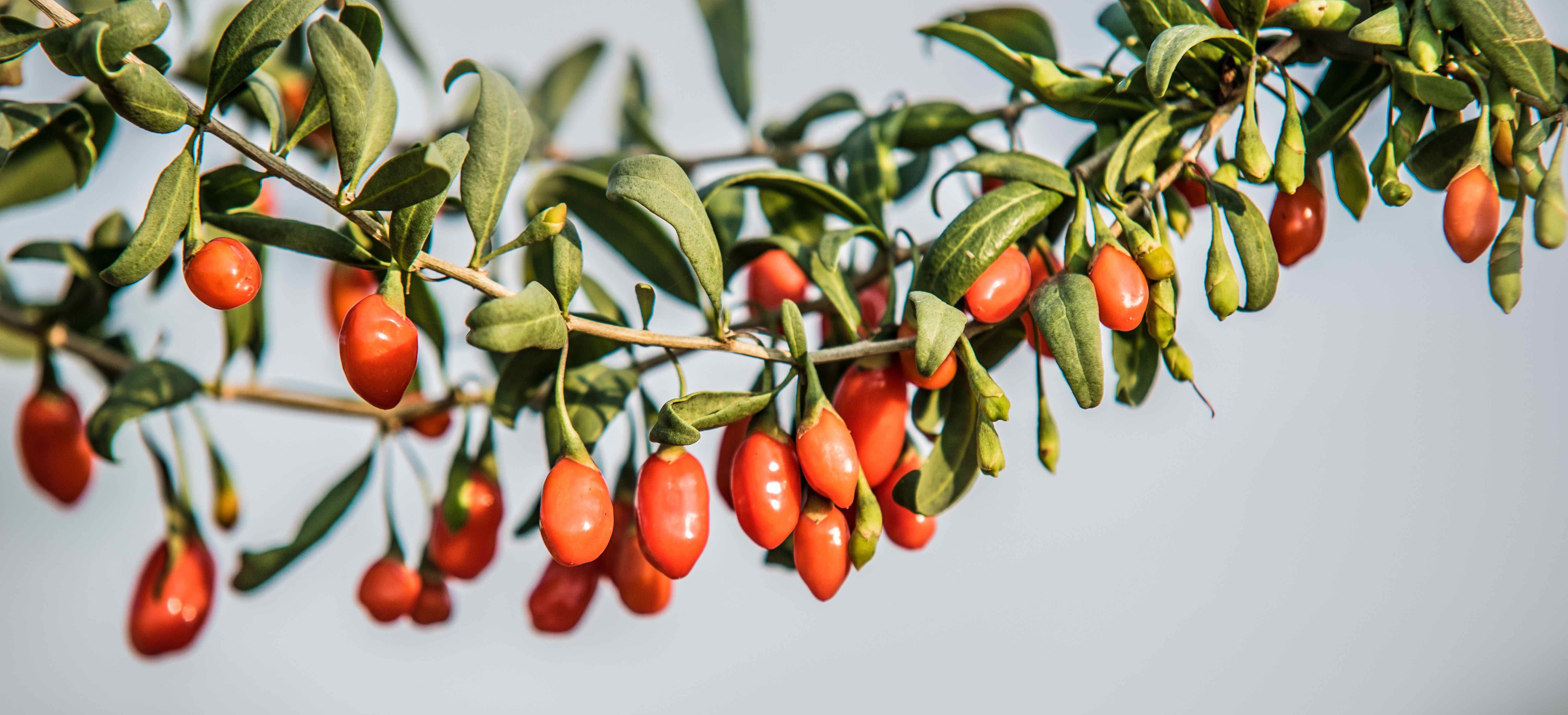 ягоды годжи для снижения веса. ягоды годжи противопоказания. годжи ягода польза и вред. ягода годжи полезные. ягоды годжи.