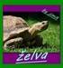 želva