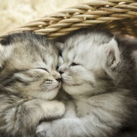 kitty777