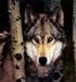 GrayWolf