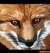 foxcat21