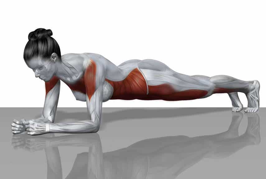 muscoli-esercitati-dal-planking