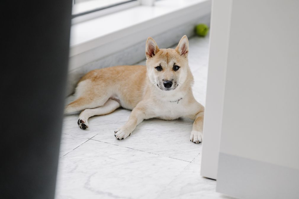 Aiko 🐶