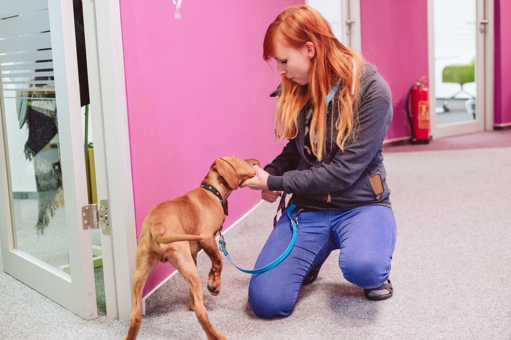 Dog - friendly office