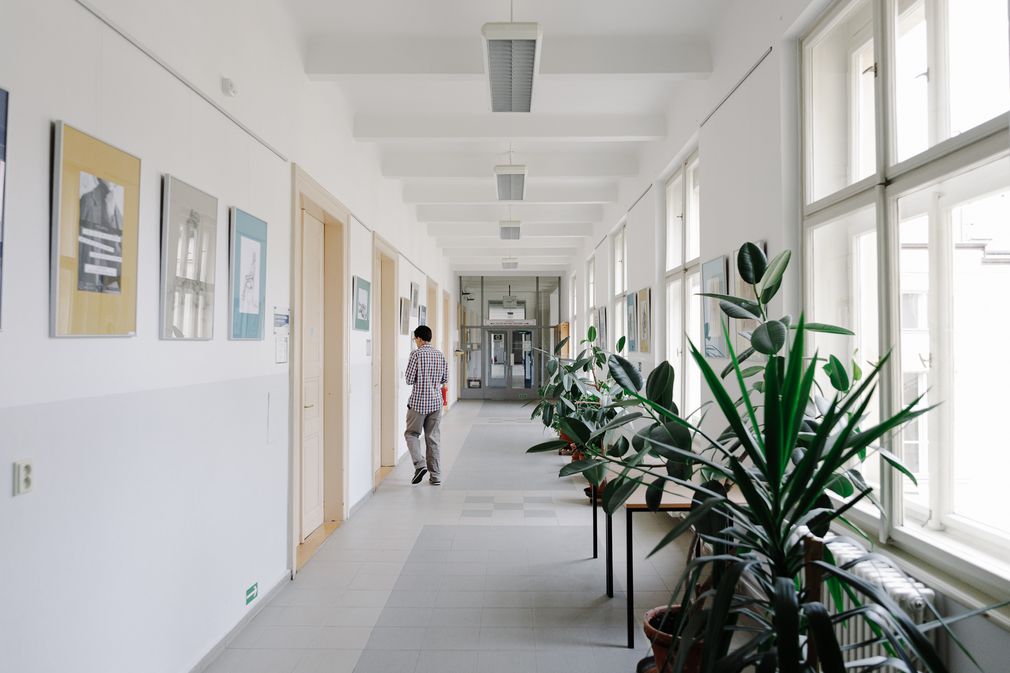 We are a school, so there must be these immortal houseplants you may remeber from childhood.