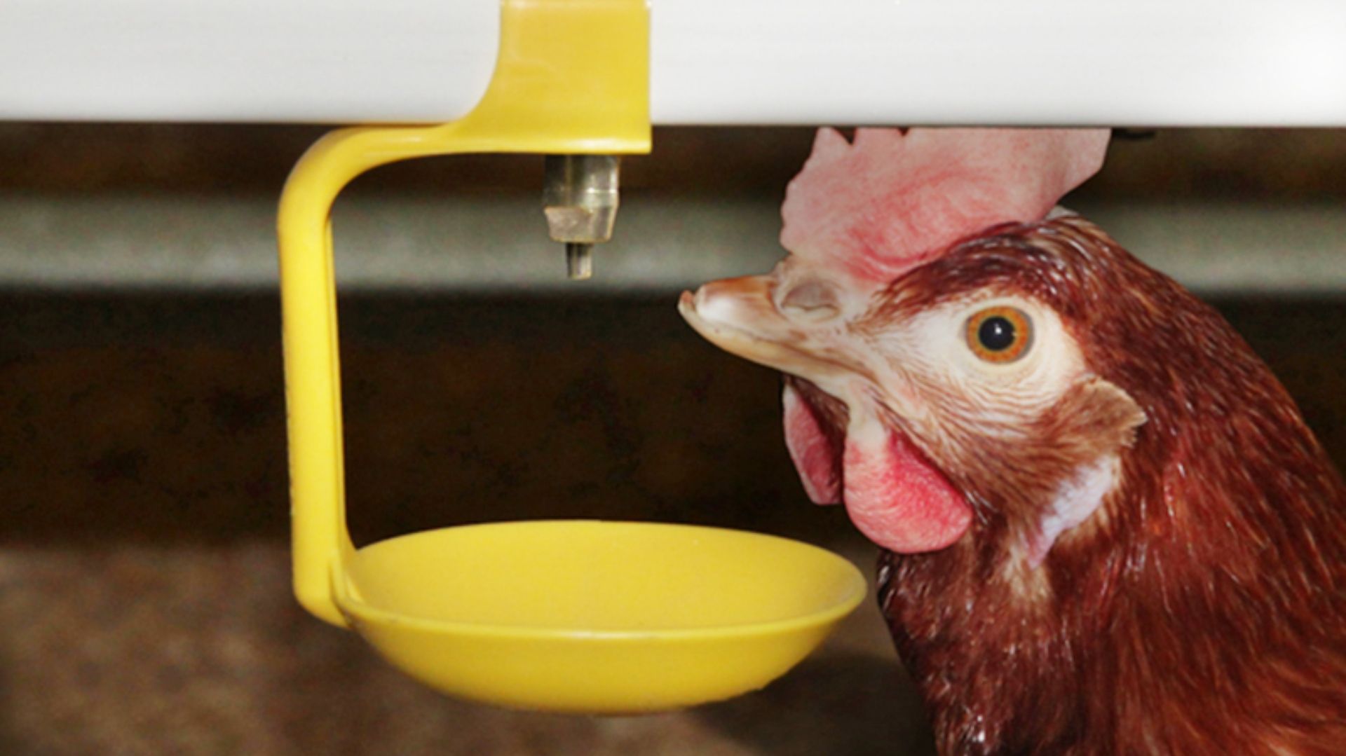 💧 Pitný režim ako včasný varovný signál chorôb hydiny 🐔