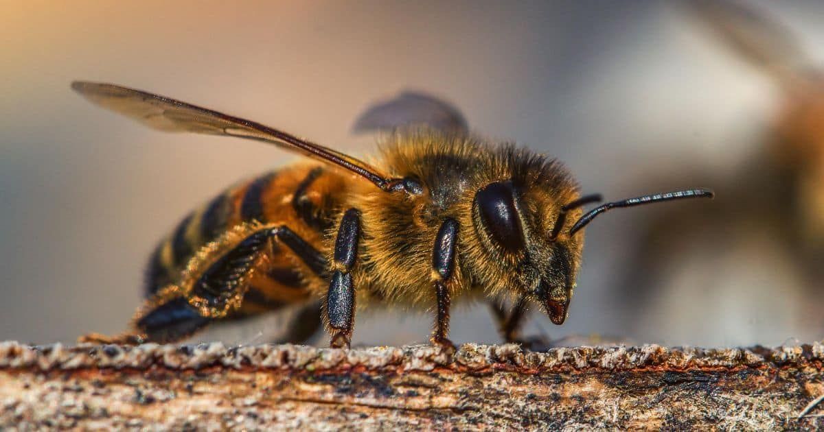 🐝 Medonosné včely sú prekvapivo inteligentné