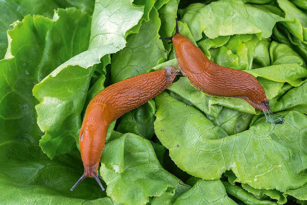 Ako sa zbaviť slimákov v záhrade: žraví sliziaci, ktorí nenechajú nič na pokoji