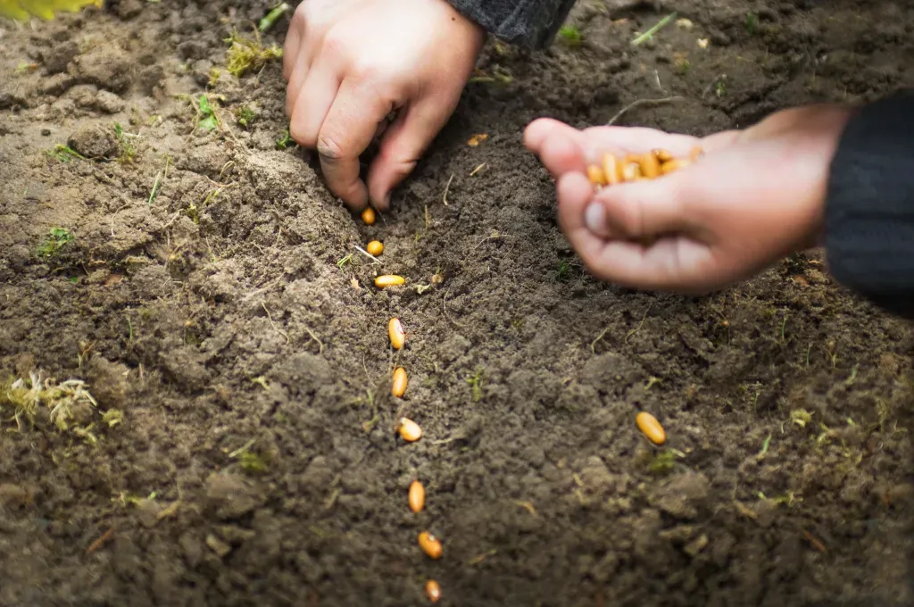 🌱 Uchovávanie semien na farme: prečo je to kľúč k odolnosti a budúcnosti poľnohospodárstva