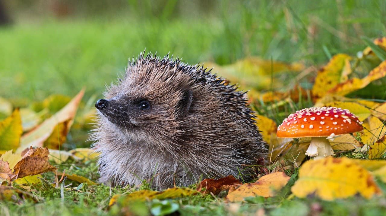 Ako vytvoriť bezpečný domov pre ježka – zimovanie, búdka a pomoc zraneným ježkom
