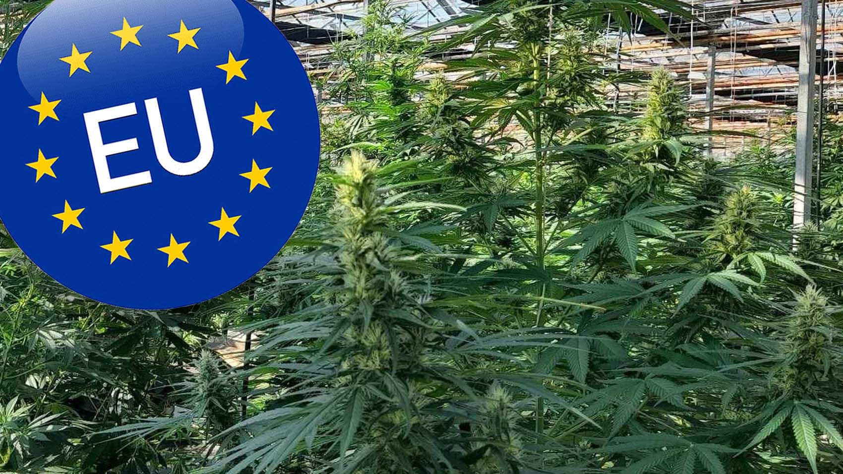 🌿 Chcete pestovať technické konope na Slovensku? Reálna príležitosť alebo náročná plodina?