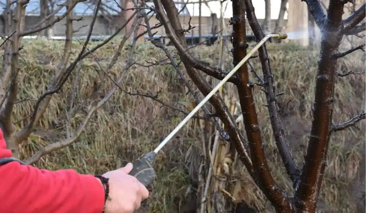 Jesenné postreky ovocných stromov: ochrana pred škodcami a chorobami