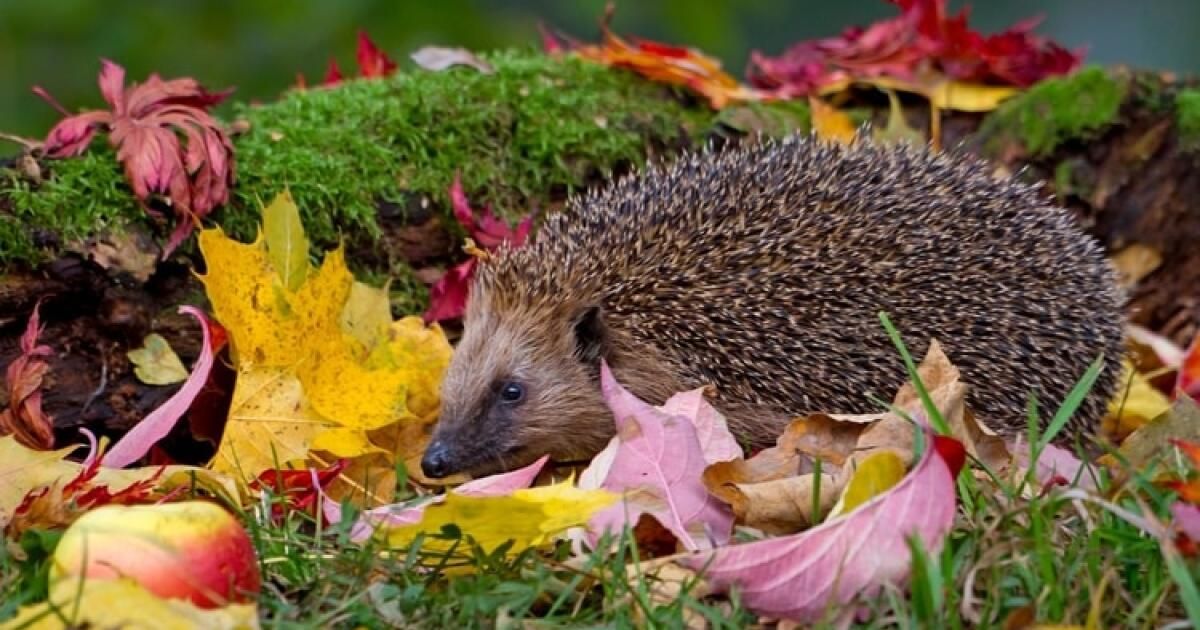 Ježko – malý hrdina záhrady, ktorý vám pomáha bez toho, aby ste si to všimli