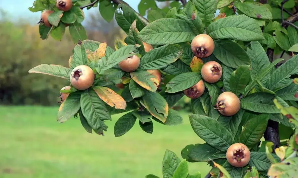 Mišpule: symbol pokoja a návratu k prírode v modernej záhrade