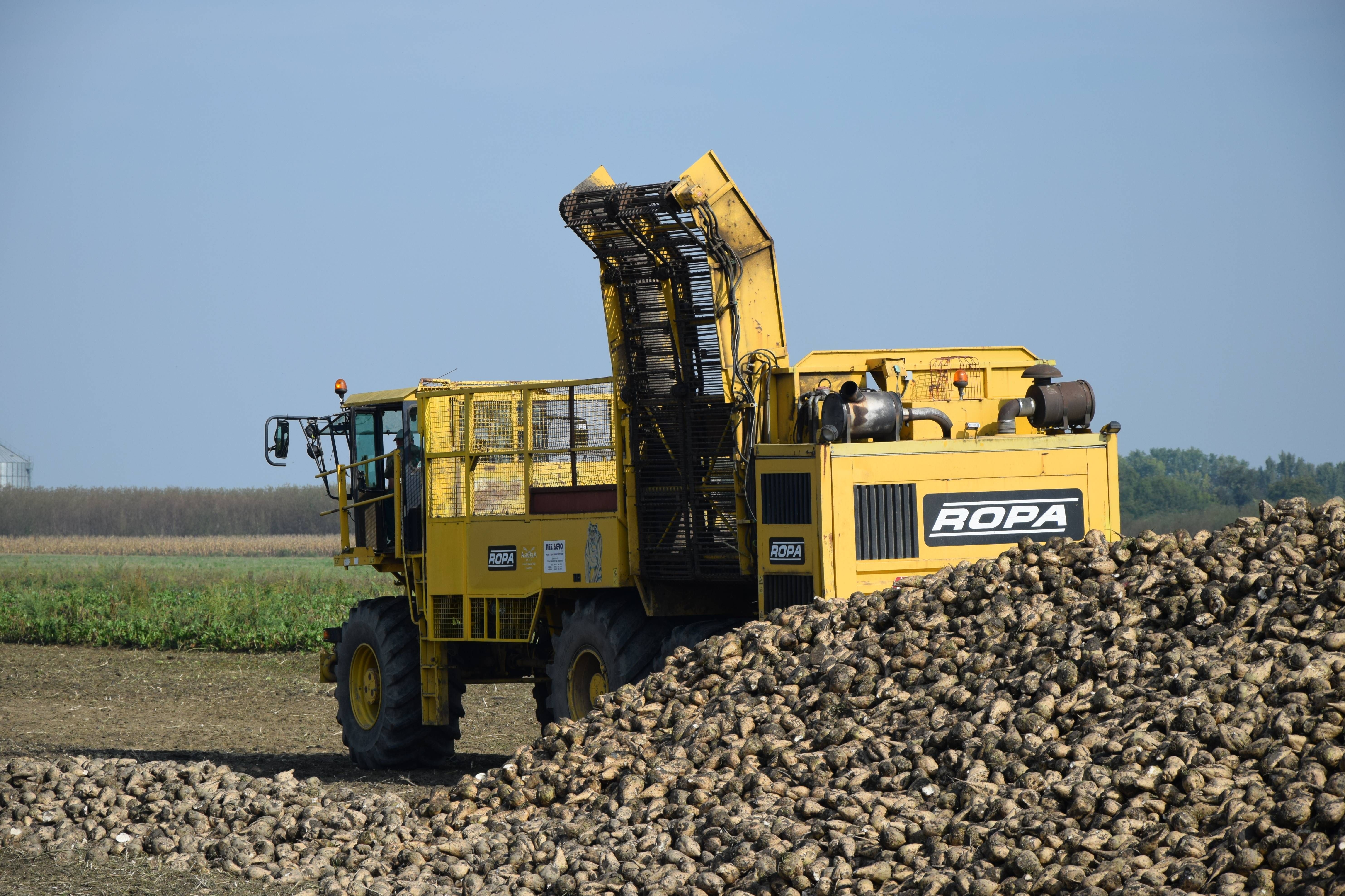 Pestovanie cukrovej repy v ohrození: jarné mrazy zničili časť úrody