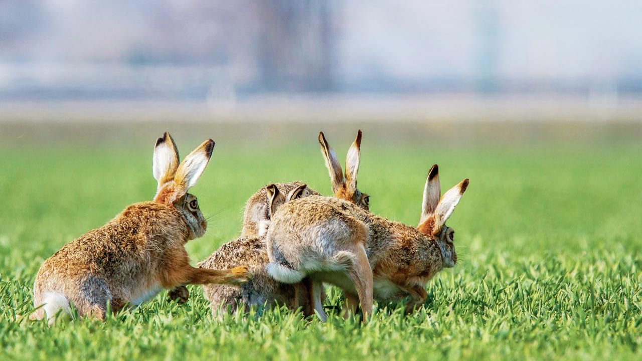Myxomatóza u zajacov poľných potvrdená na západnom Slovensku
