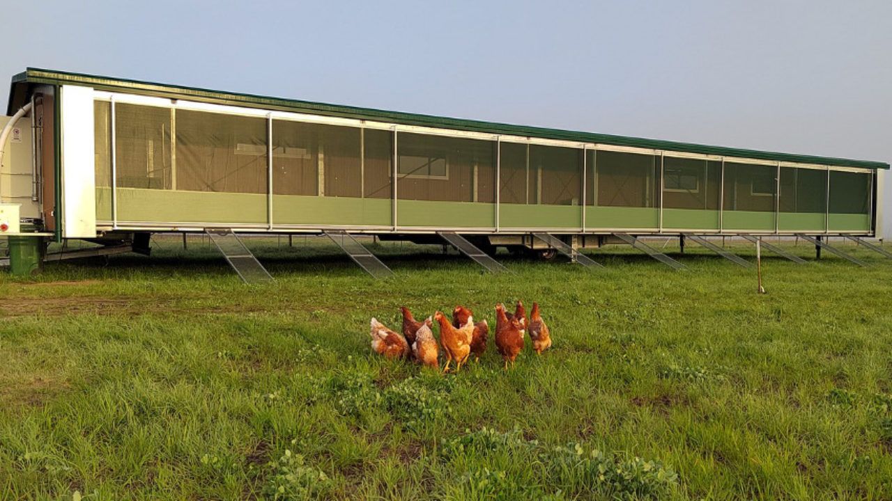 Nová farma na chov nosníc vo voľnom výbehu: moderný chov pre zdravšie vajcia a spokojné sliepky