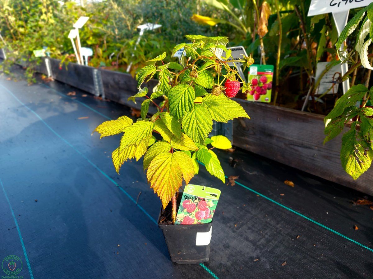 Oranžové a žlté maliny: farebný poklad záhrady, ktorý chutí aj prekvapí