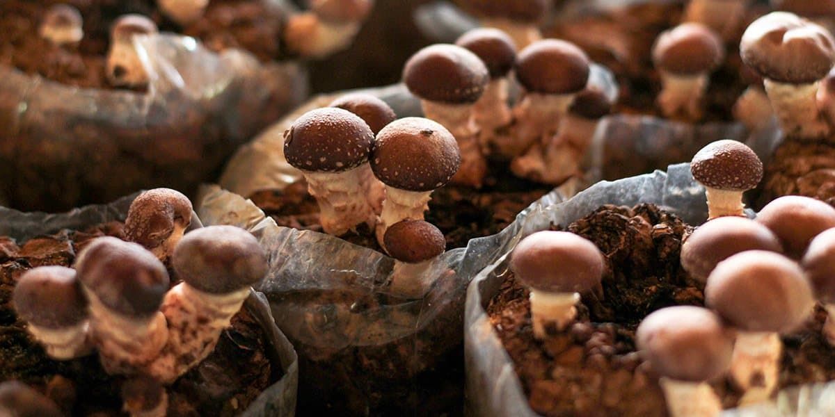 🍄 Pestovanie shiitake v Európe: kompletný sprievodca pre farmárov aj nadšencov húb