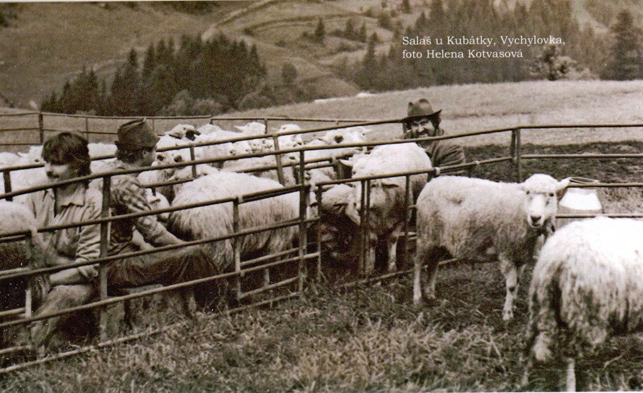 Ovčiarstvo na Slovensku ožíva: viac oviec, vyššie podpory aj rastúci dopyt po ovčom mlieku