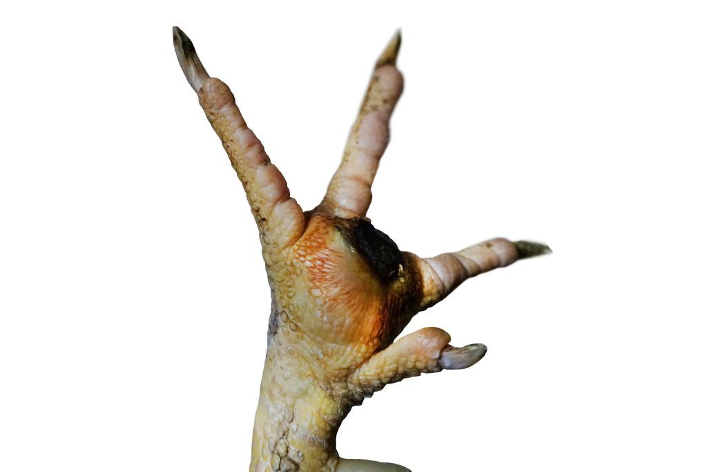 🐔 Pododermatitída u brojlerov: 4 kľúčové kroky, ako ju dostať pod kontrolu