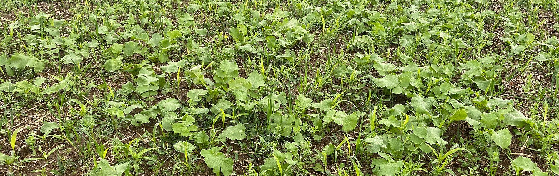 Pravda o medziplodinách: Prečo sa krycie plodiny vracajú na polia 🌱