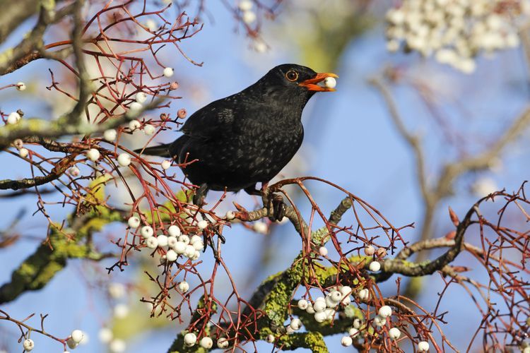 Prínosné vtáky v záhrade: drozdy, dravce a ďatle ako vaši spojenci