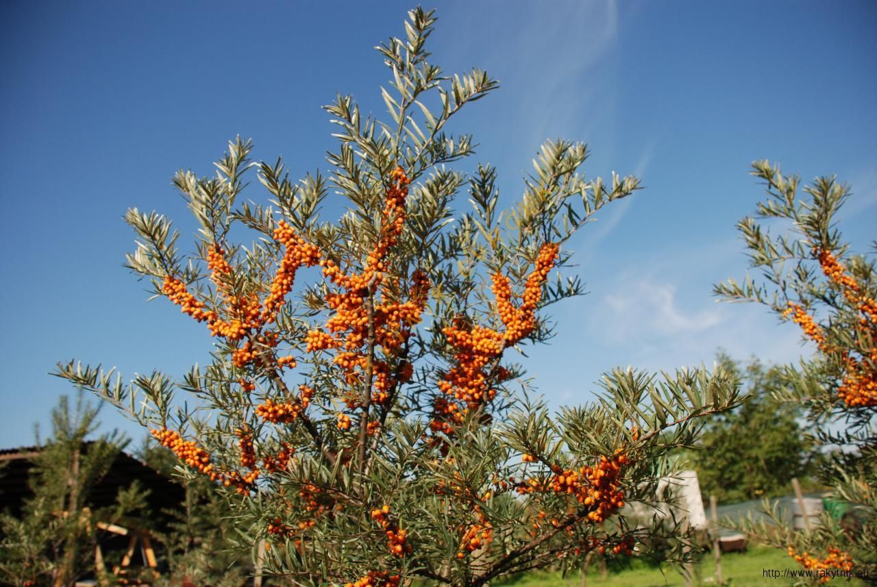 Rakytník riešetlakový: zlatý poklad záhrady plný vitamínu C