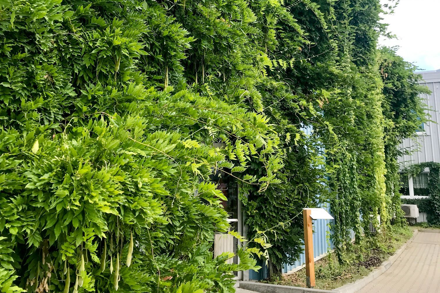 Zarastená fasáda: krásna, ekologická a (niekedy) problematická