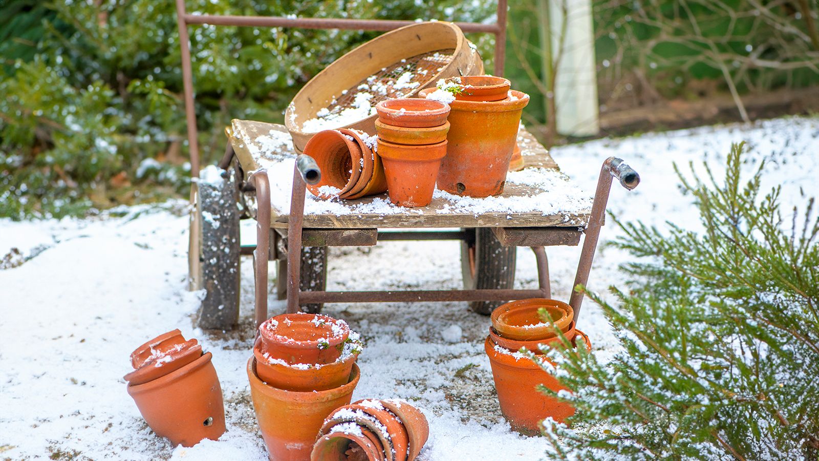 🌱 Zimný výsev: 9 druhov zeleniny a kvetov, ktoré sa oplatí vysievať už počas zimy