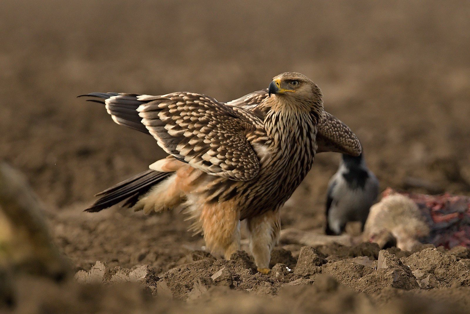 Dravce namiesto jedov: príroda sa stáva najlepším pomocníkom farmárov