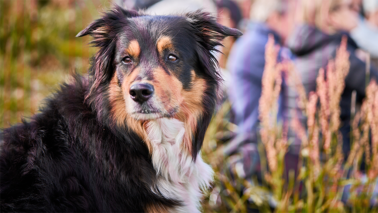 Header image of page : BALADE: NATURE'S GUARDIANS